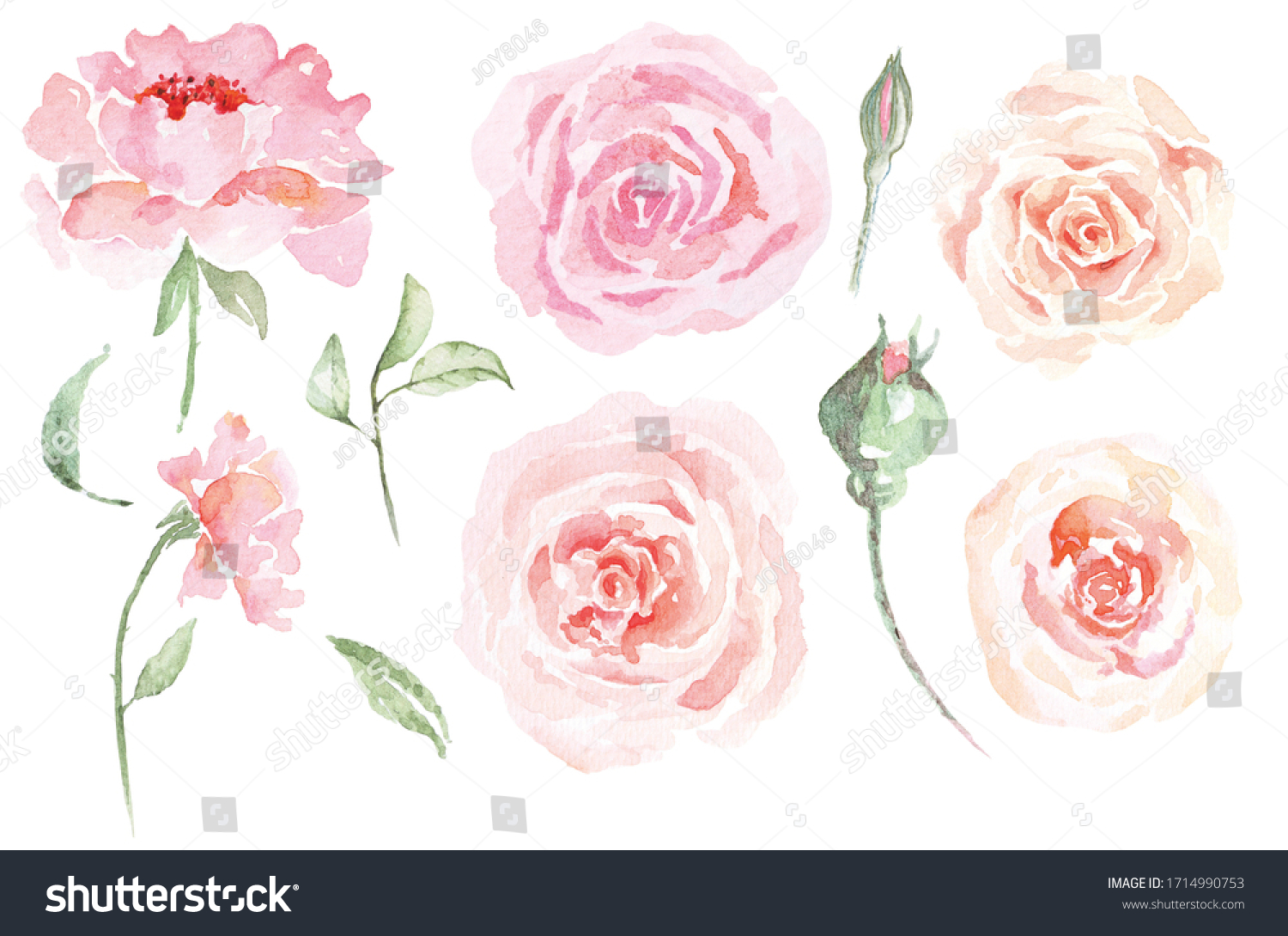 Set Rose Drawing Watercolorelements Collection Garden Stock Set Rose Drawing Watercolorelements Collection Garden Stock
