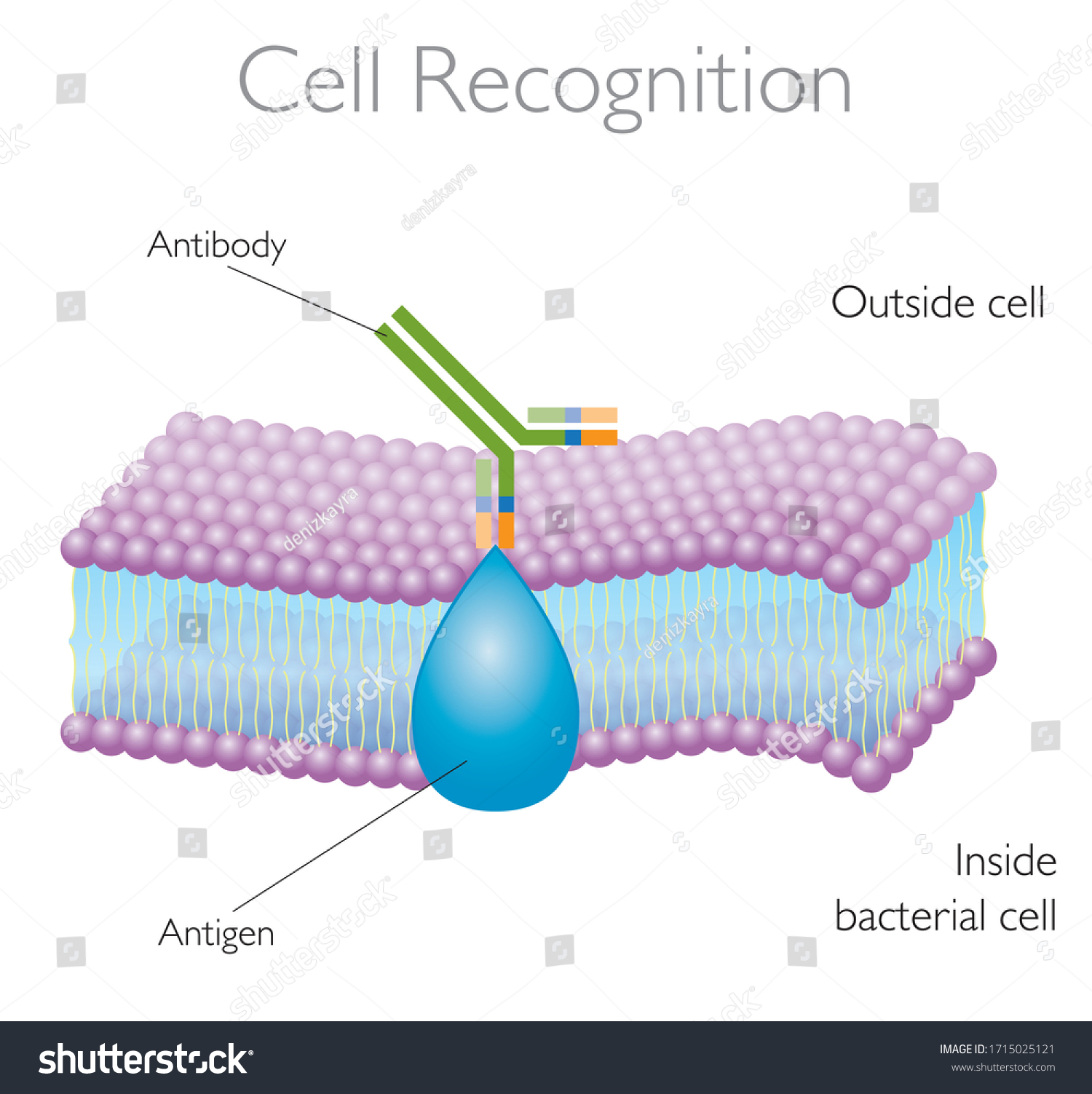 Cell Recognition Functions Membrane Proteins Structure Stock Vector ...