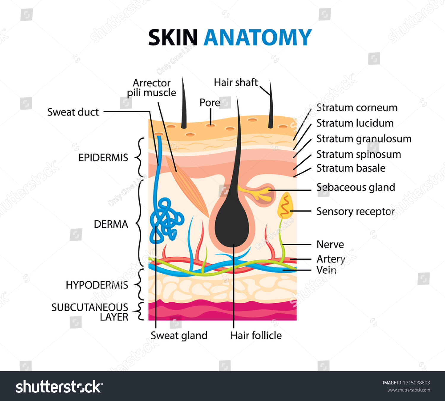 Skin Anatomy Concept Vector Illustration Stock Vector (royalty Free 