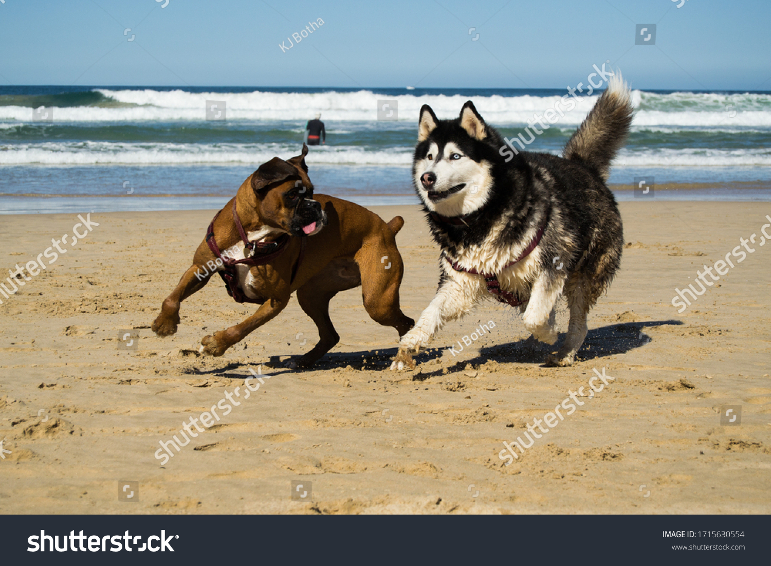 eternal Rally barricade Malinois English Bull Terrier Dogs Playing Stock Photo 284441846 |  Shutterstock