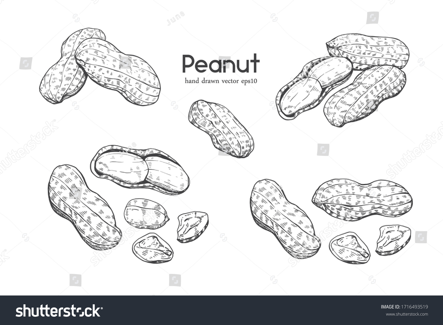 Illustration Hand Drawn Sketch Set Peanuts Stock Vector (Royalty Free ...