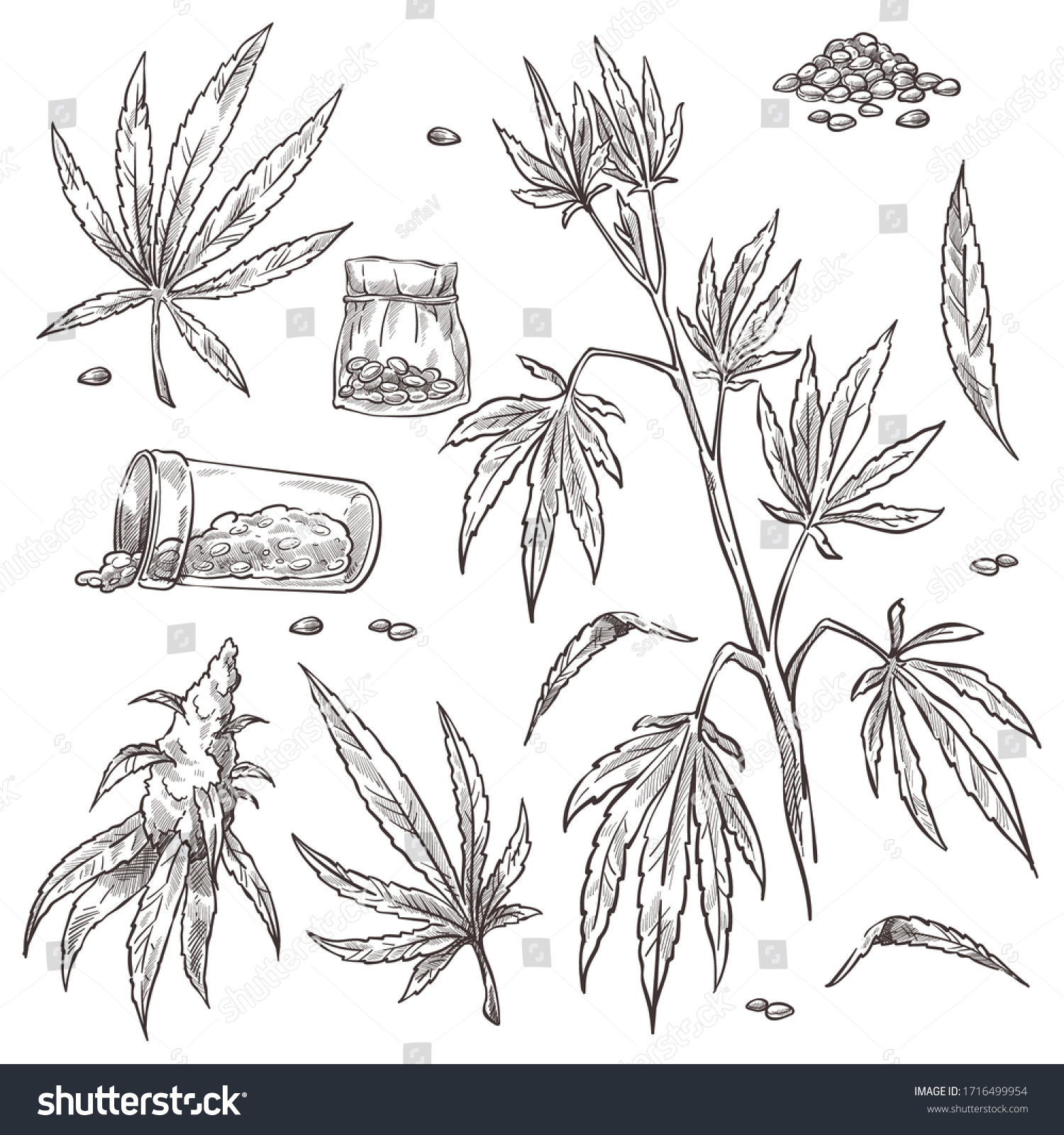 Collection Marijuana Plant Stem Leaves Isolated Stock Vector (Royalty ...