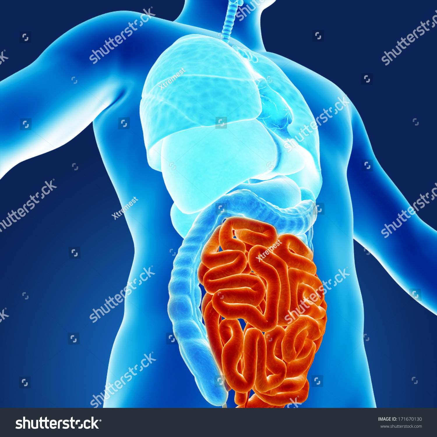 Human Organs Stock Illustration 171670130 | Shutterstock