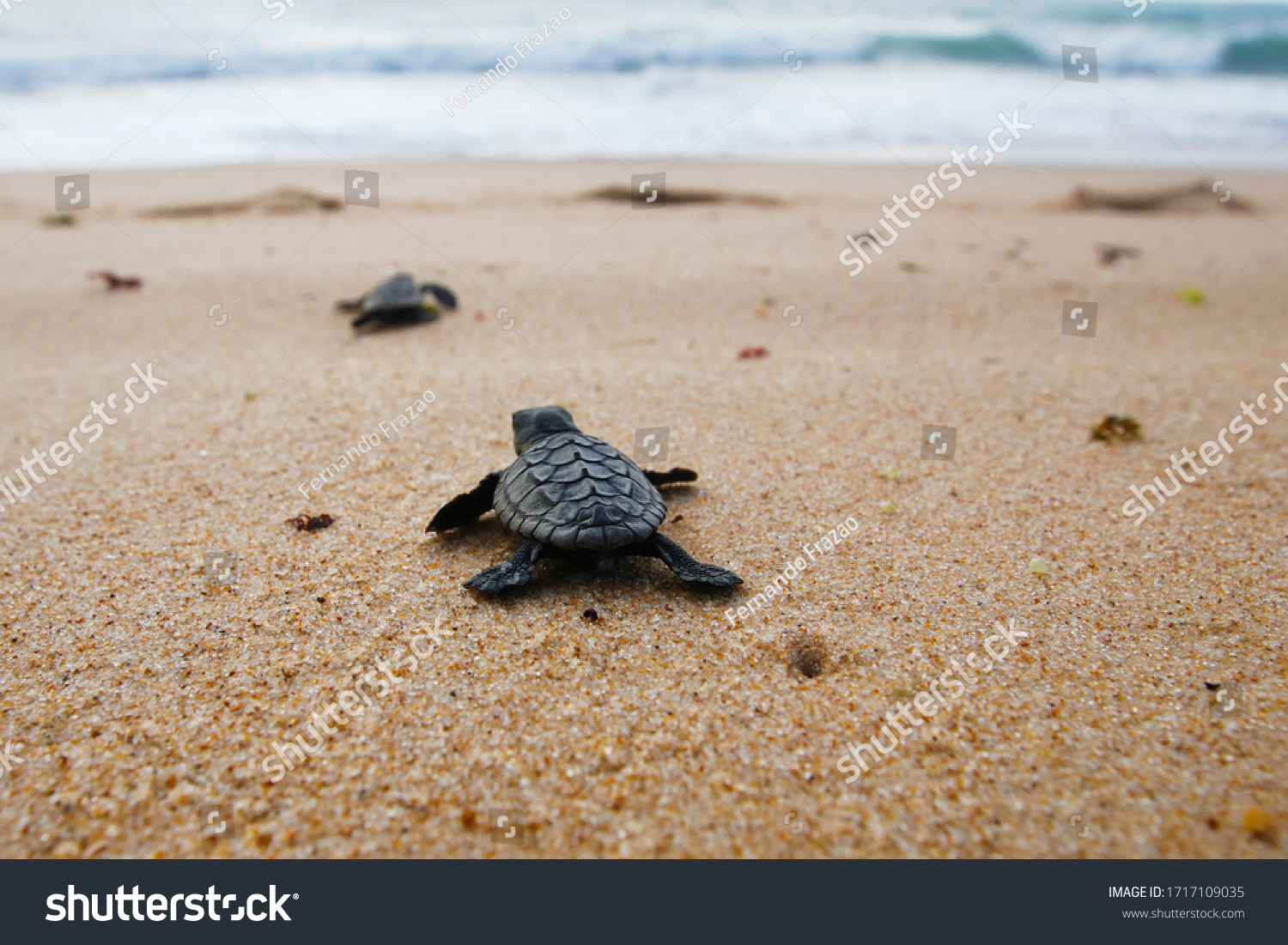 1,867 Baby Turtles Waves Images, Stock Photos & Vectors | Shutterstock