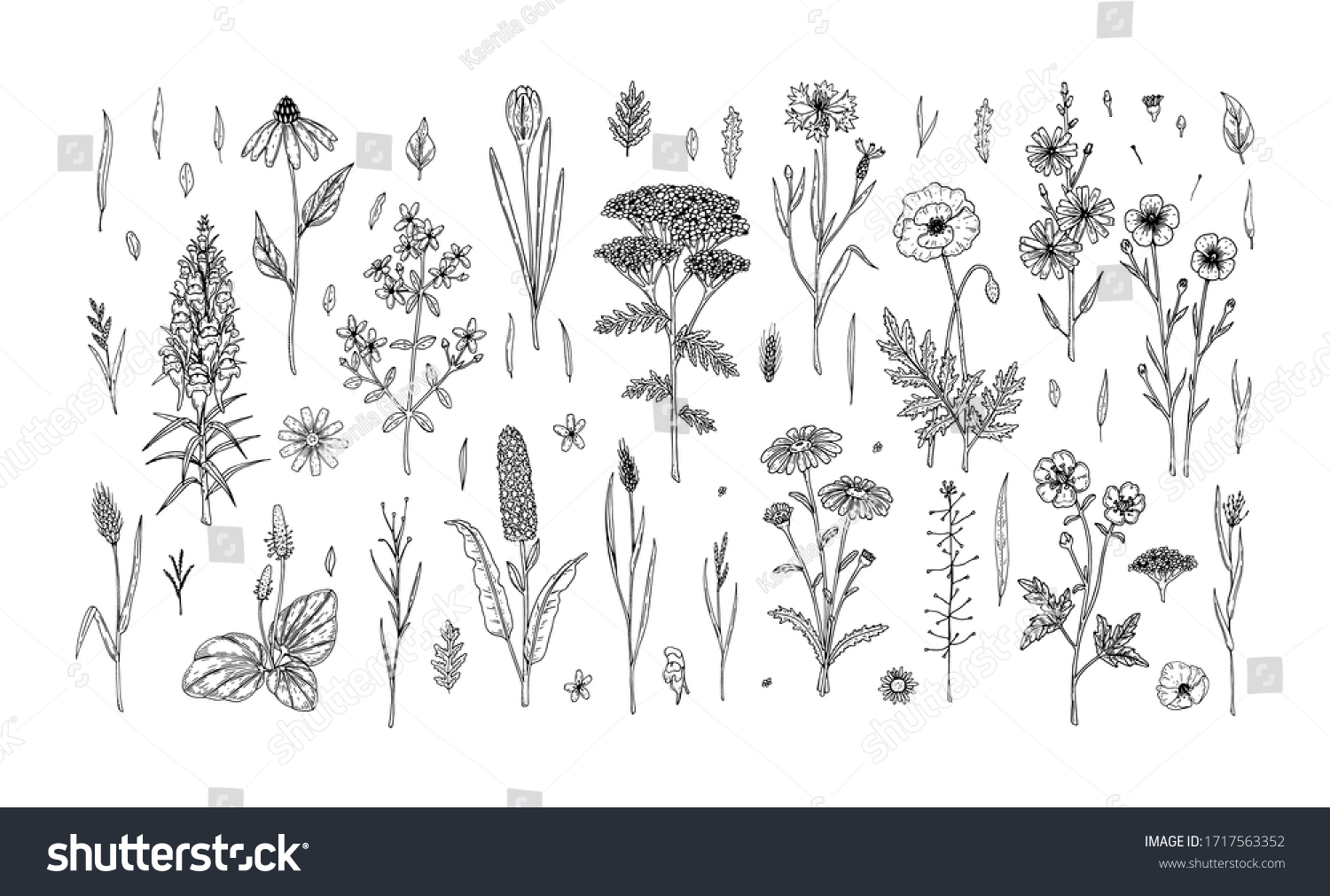 Set Hand Drawn Meadow Flowers Herbs Stock Vector (Royalty Free ...