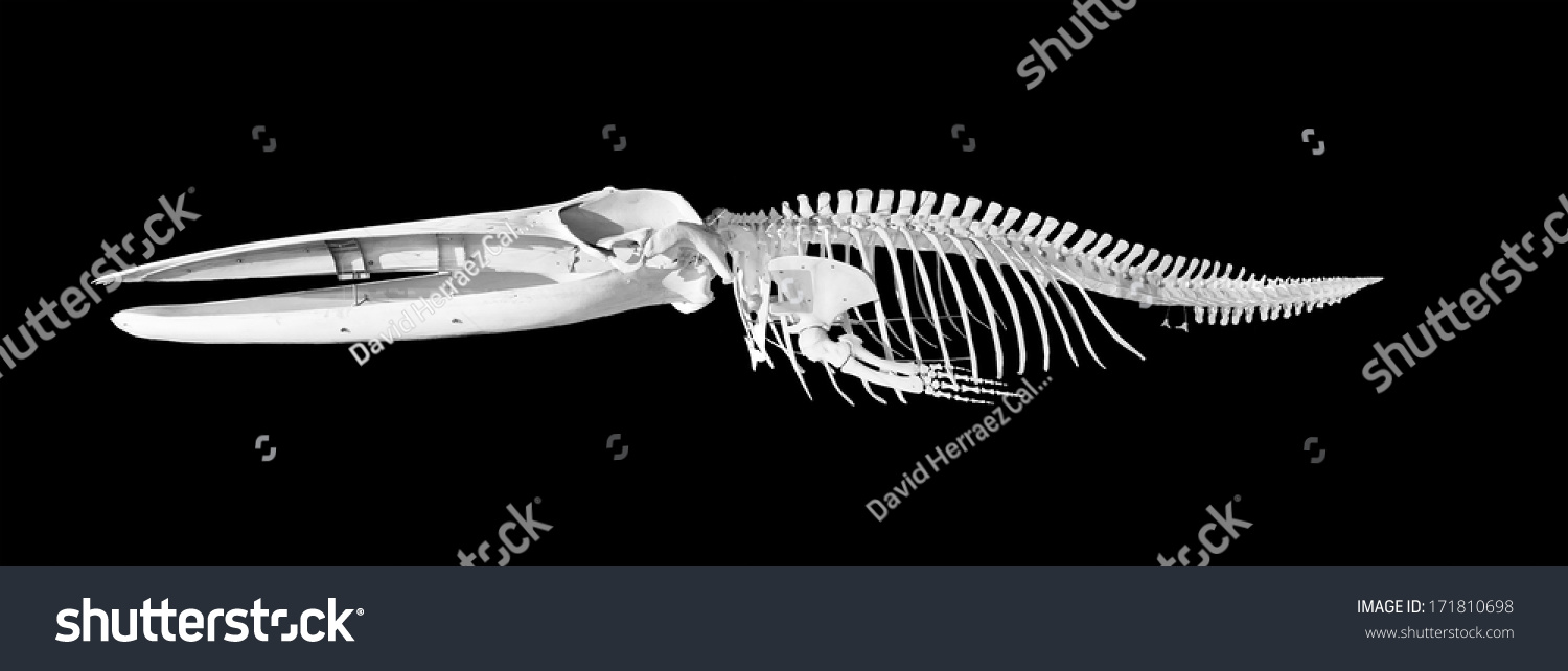 Real Whale Skeleton Isolated On Black Stock Photo 171810698 | Shutterstock