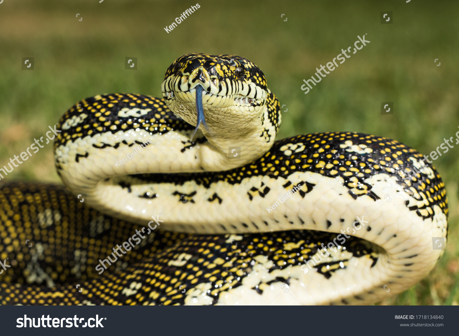 1,052 Diamond Python Images, Stock Photos & Vectors | Shutterstock