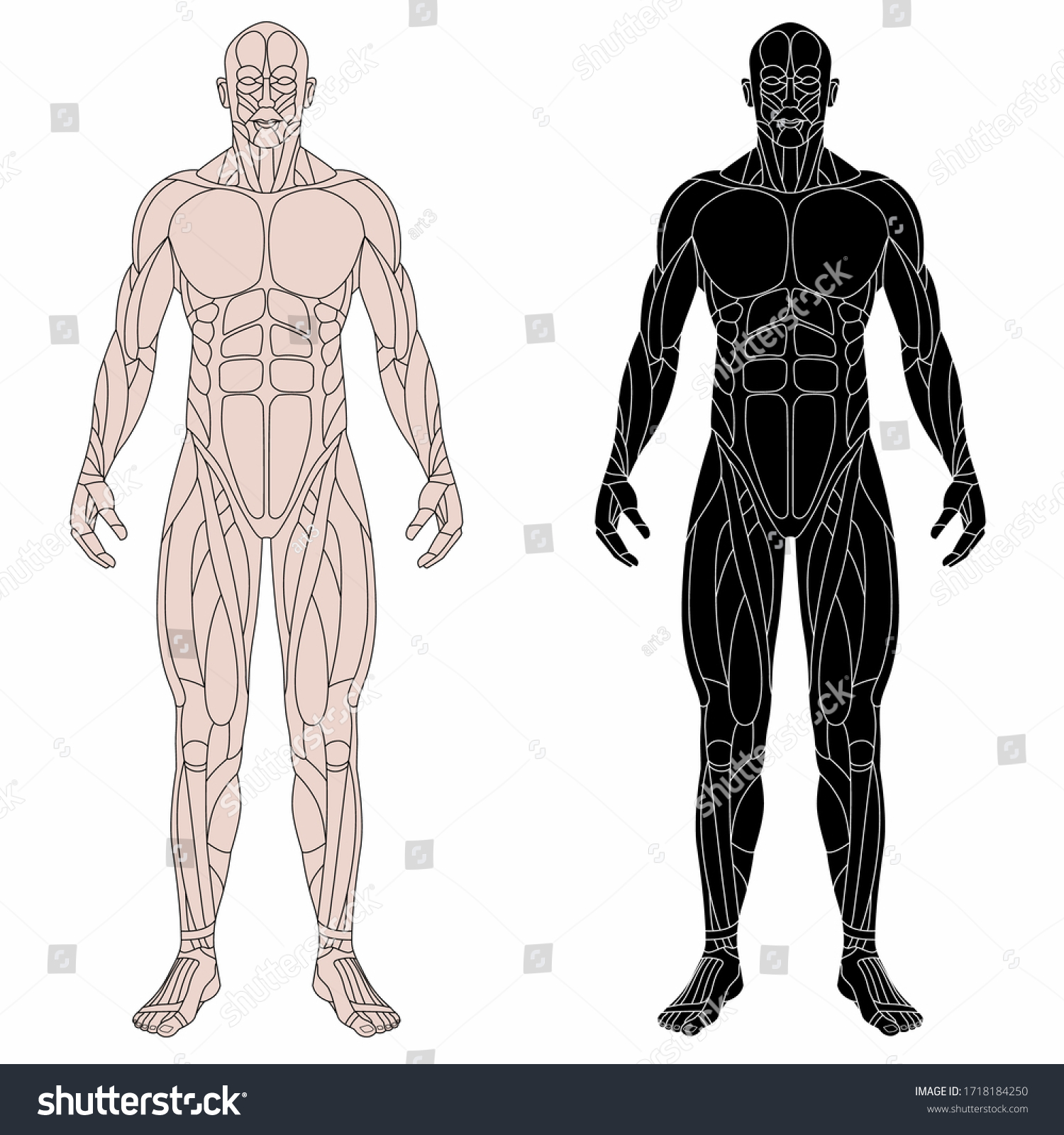 Isolated Illustration Human Muscle Body Parts Stock Vector (Royalty ...