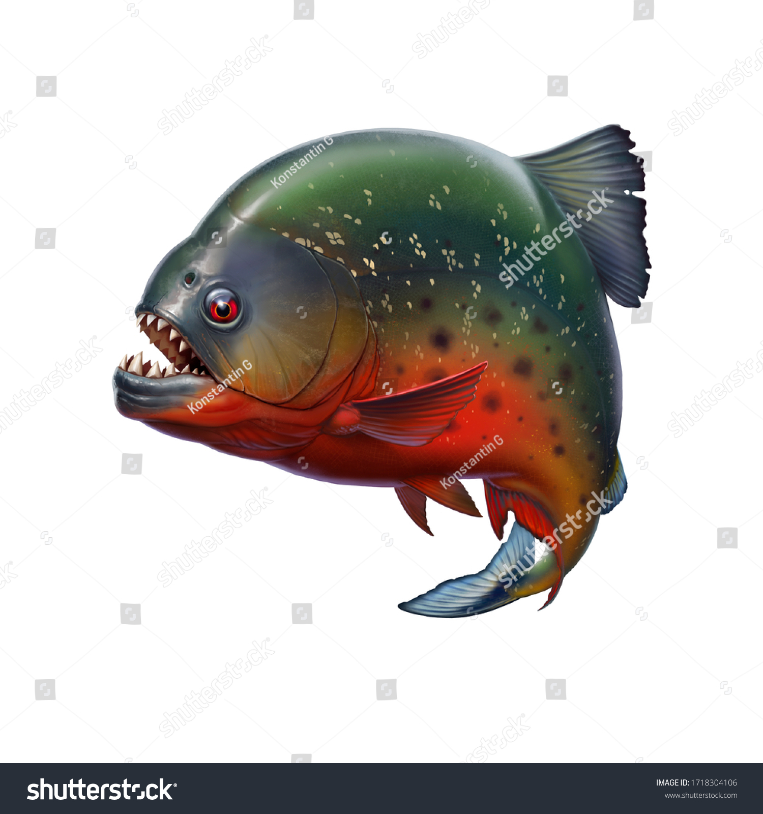 Piranha Fish Killer Attacks Big Teeth Stock Illustration 1718304106 ...