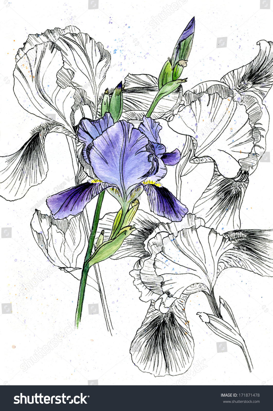 Цветы акварелью скетч Ирис
