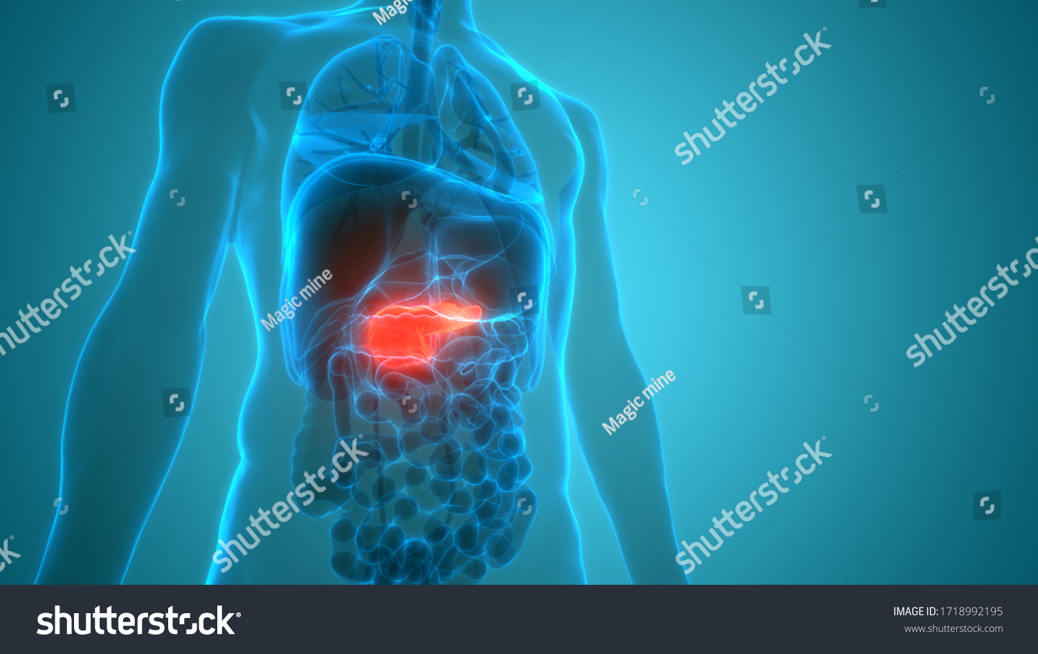 Human Internal Organ Pancreas Anatomy 3d Stock Illustration 1718992195 ...