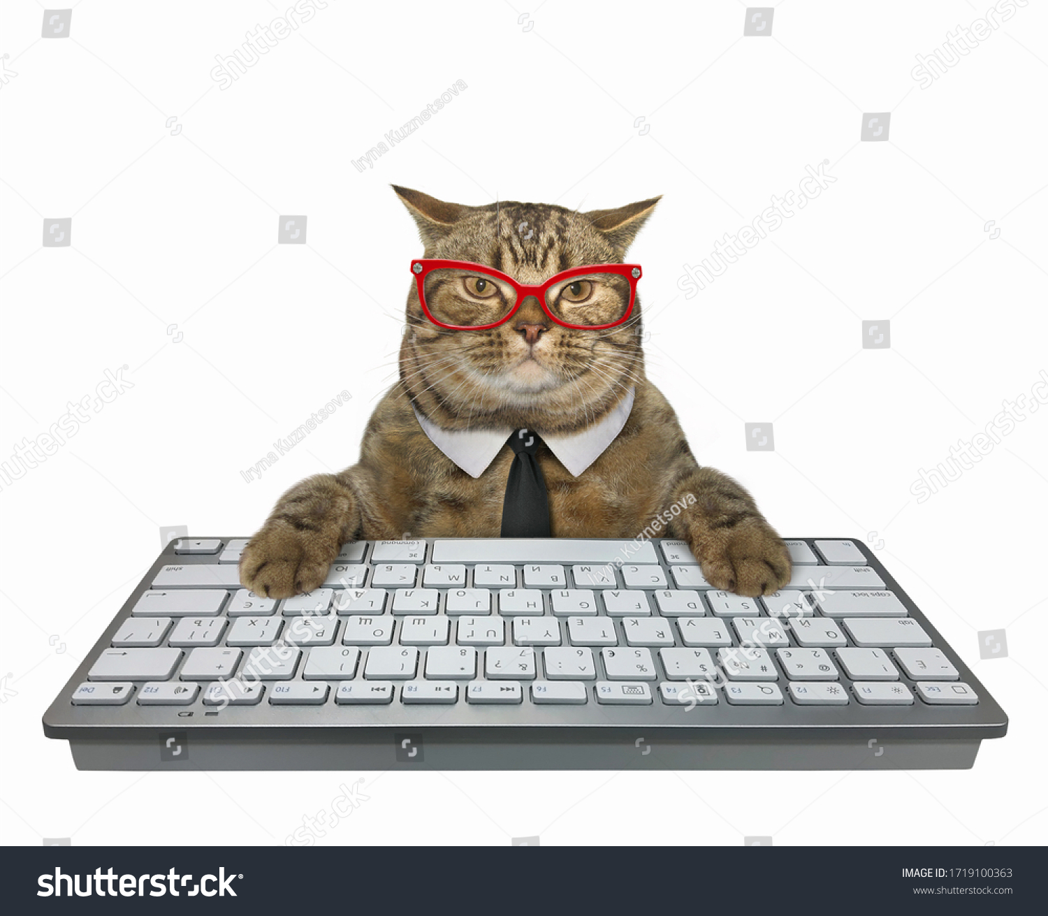 cat with glasses computer