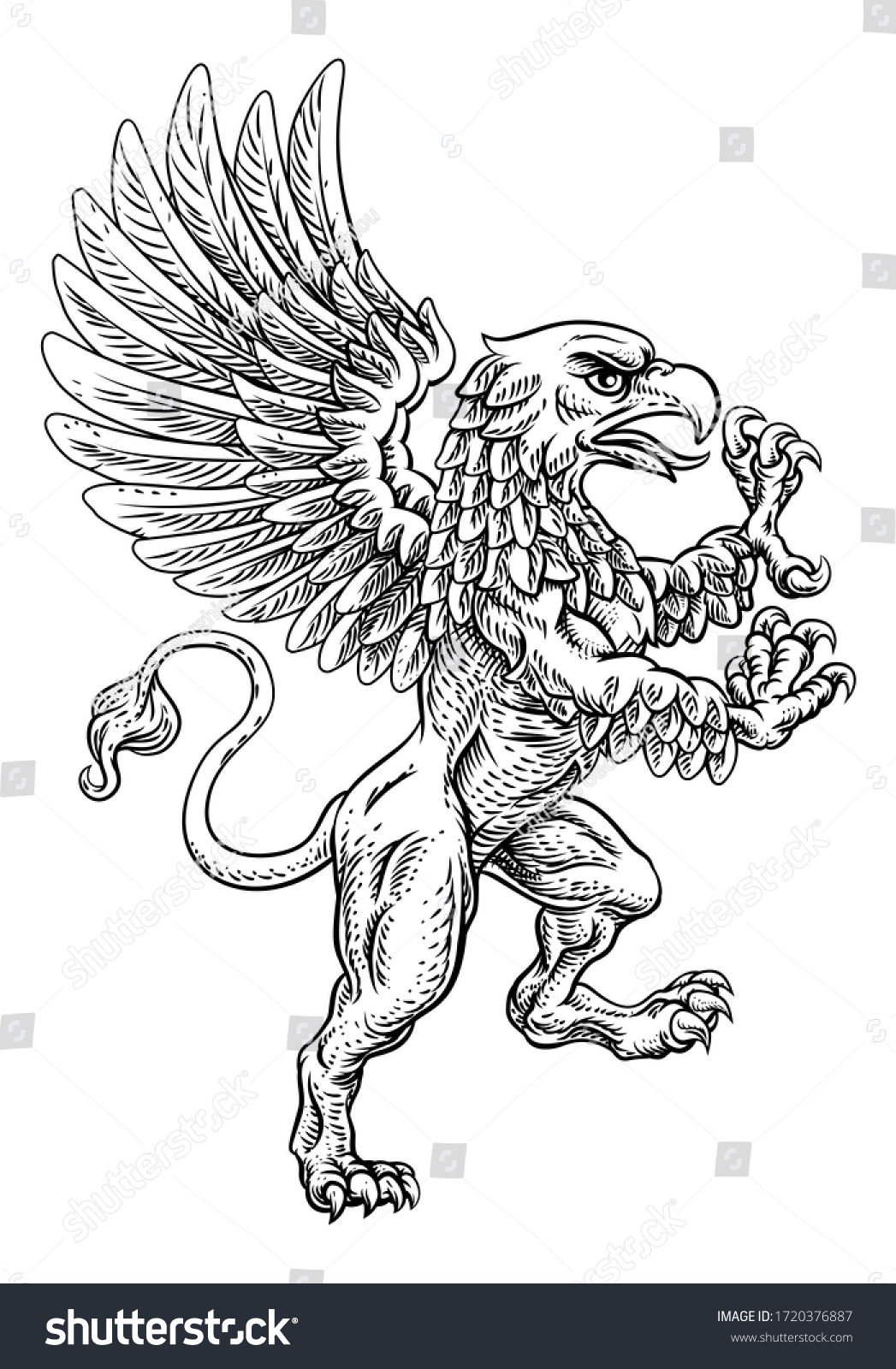 Griffin Known Gryphon Griffon Lion Body Stock Illustration 1720376887 ...