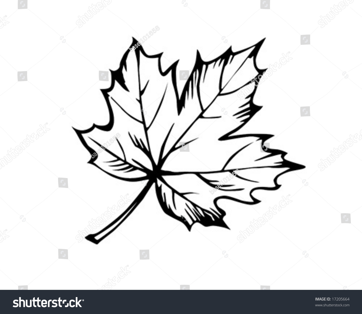 Vector Sketch Sheet Maple On White Stock Vector (Royalty Free) 17205664 ...