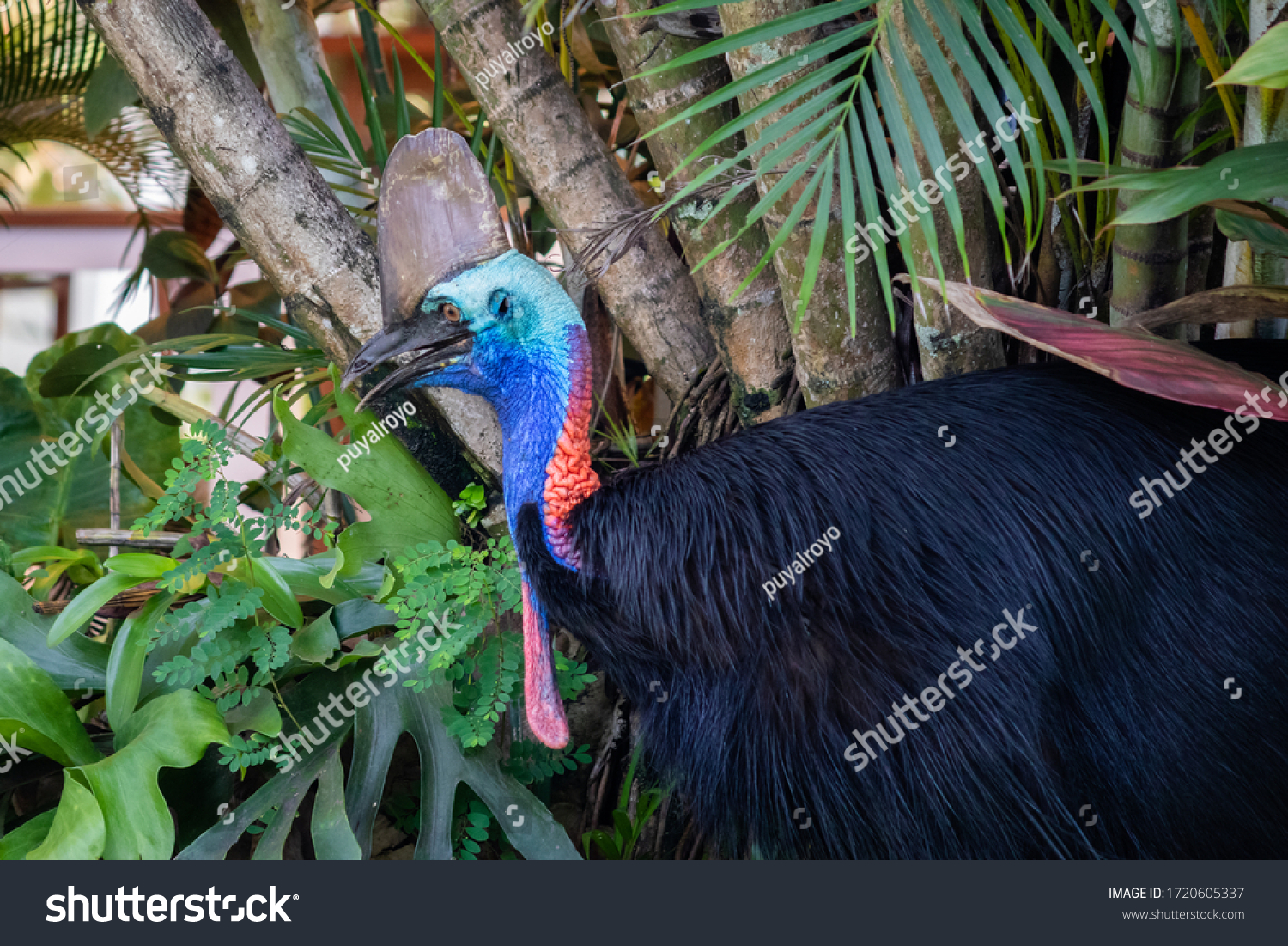 Portrait Wild Cassowary Jungle Adult Individual Stock Photo 1720605337 ...