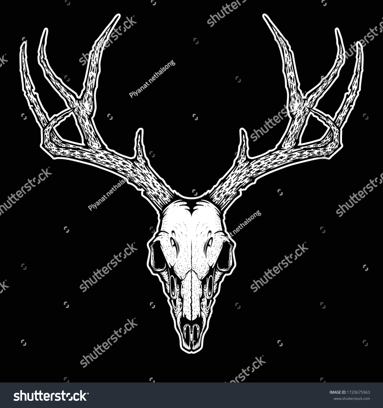 Deer Skull Isolated Background Vector Illustration Stock Vector ...