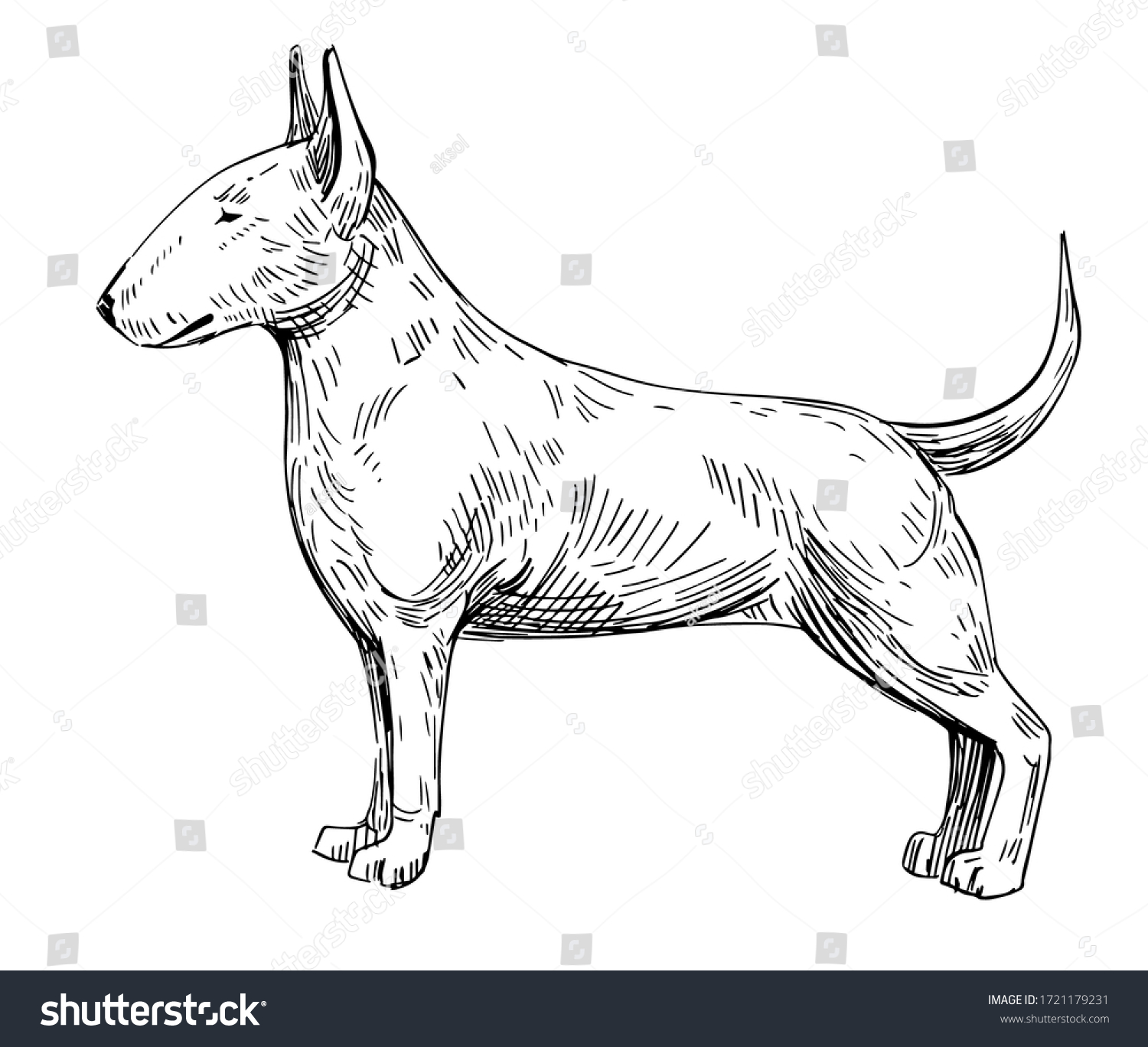 Sketch Bullterrier Dog Breed Black Outline Stock Vector (Royalty Free ...