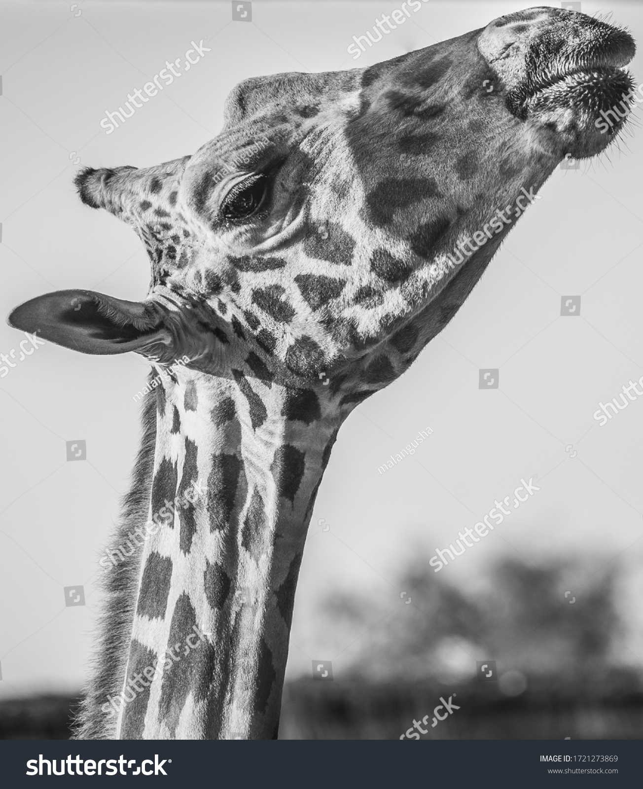 Giraffe Al Ain Zoo United Arab Stock Photo 1721273869 | Shutterstock