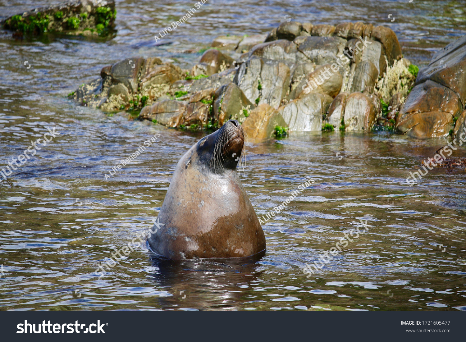 white sea lion