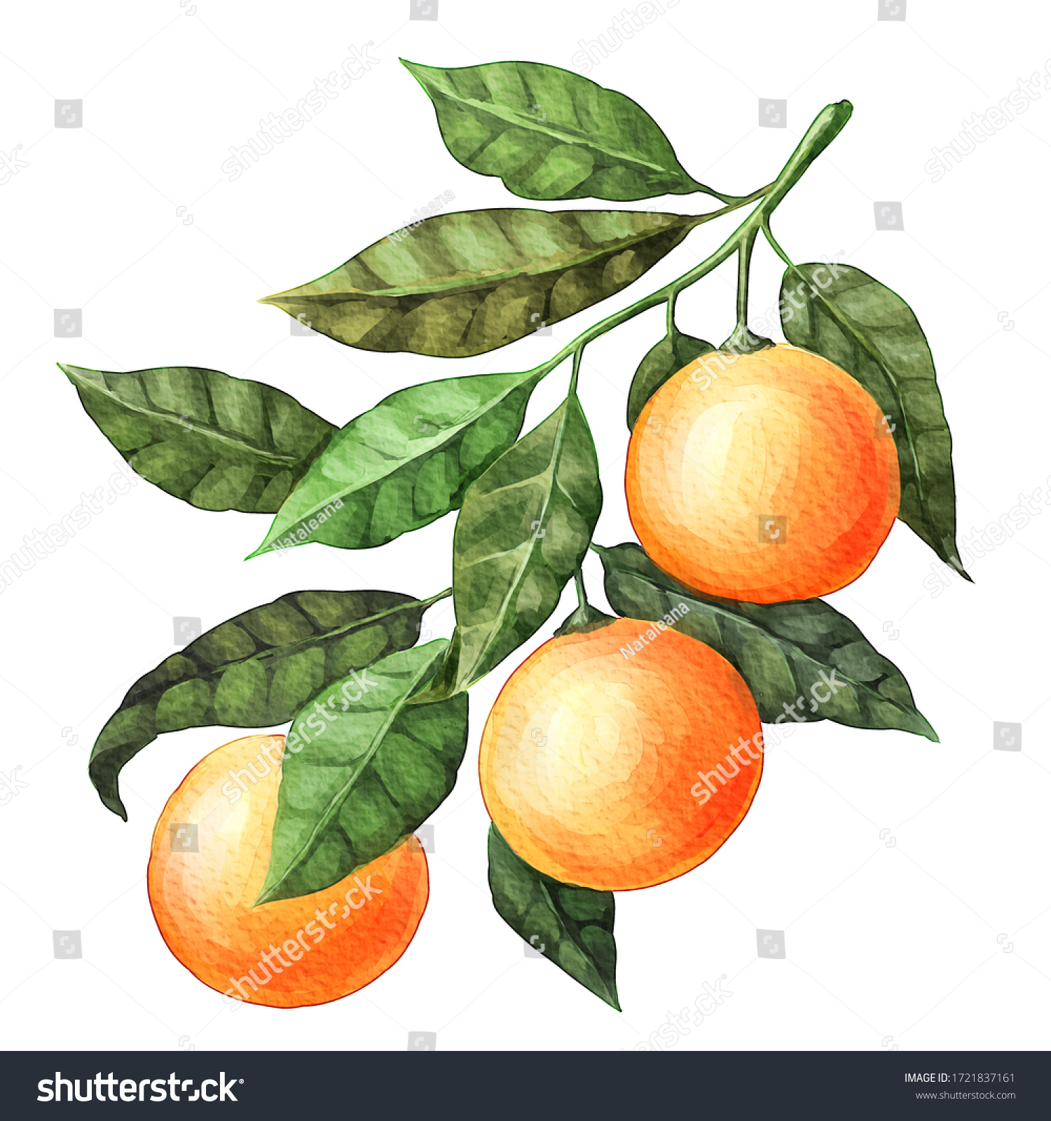 Watercolor Orange Fruits Branch Leaves Isolated Stock Illustration ...