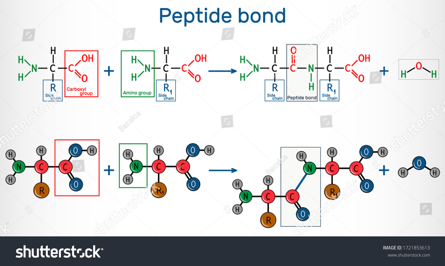 Peptide Bond Formation Amide Bonds Two Stock Vector (Royalty Free ...