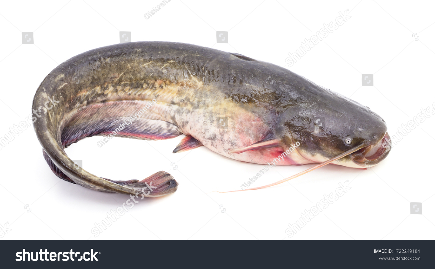 River Catfish Isolated On White Background Stock Photo 1722249184 