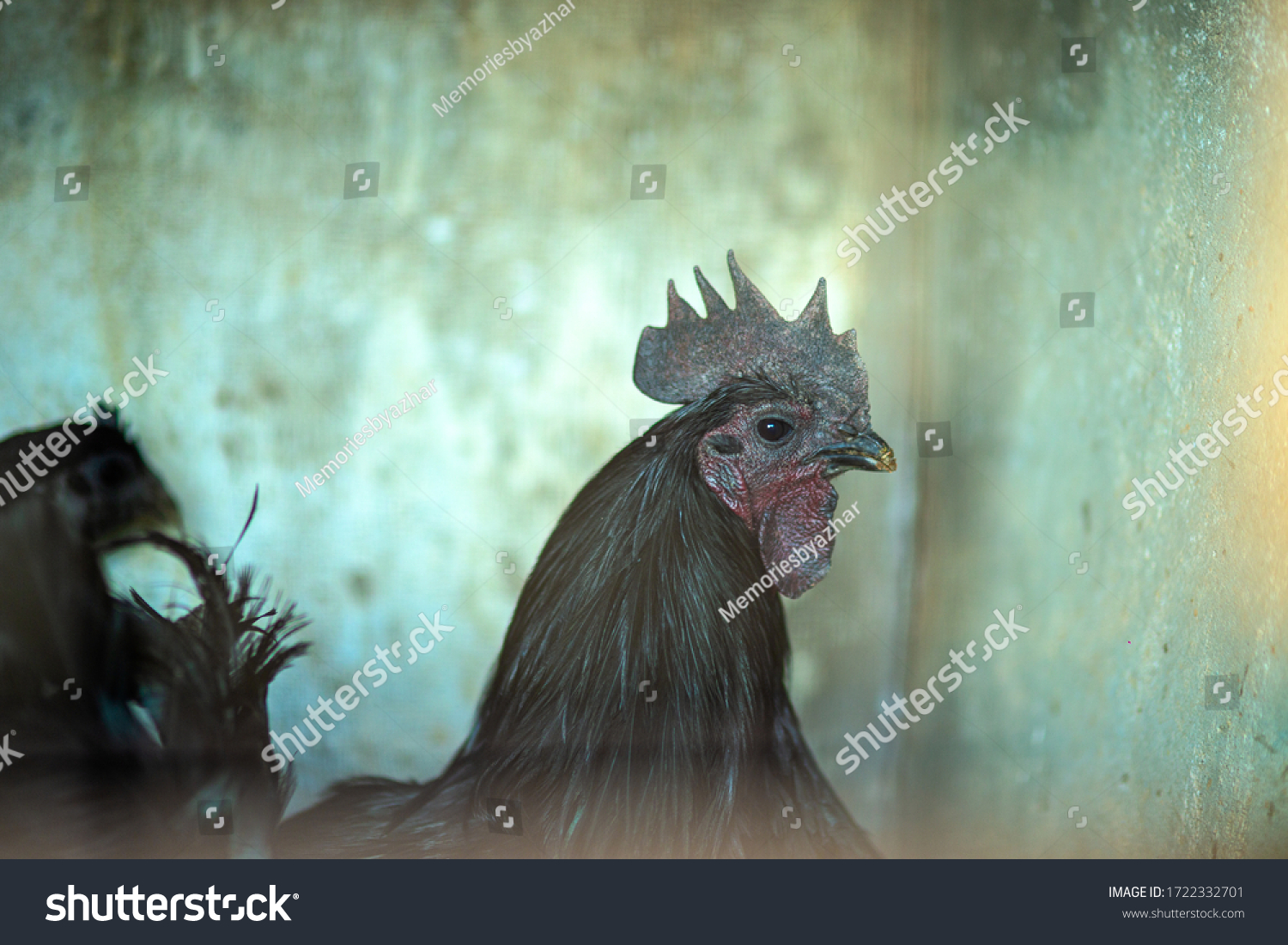 Kadaknath Rare Breed Chicken Native Jhabua Stock Photo 1722332701 ...