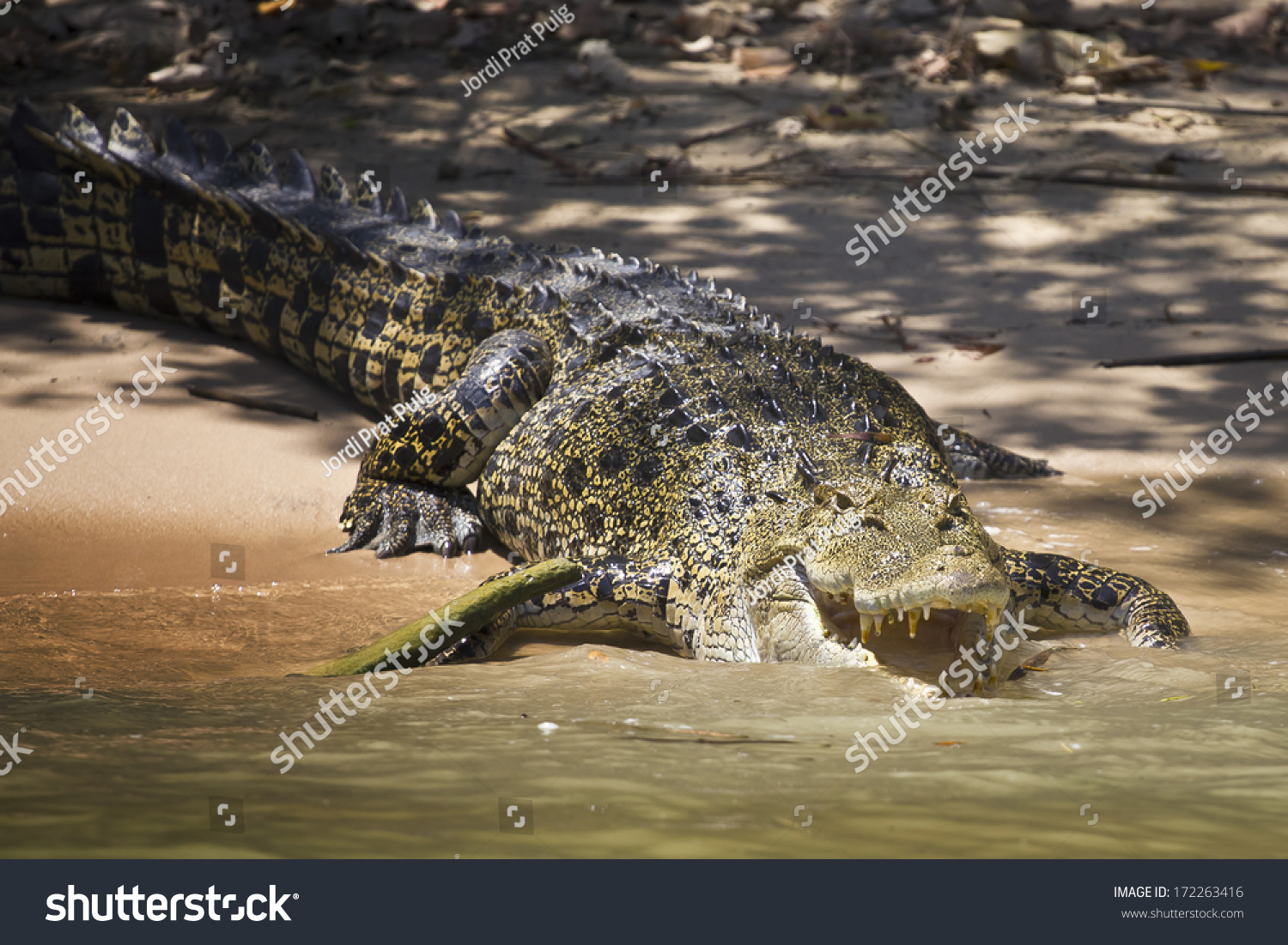 Large Saltwater Crocodile Showing His Jaws Stock Photo 172263416 