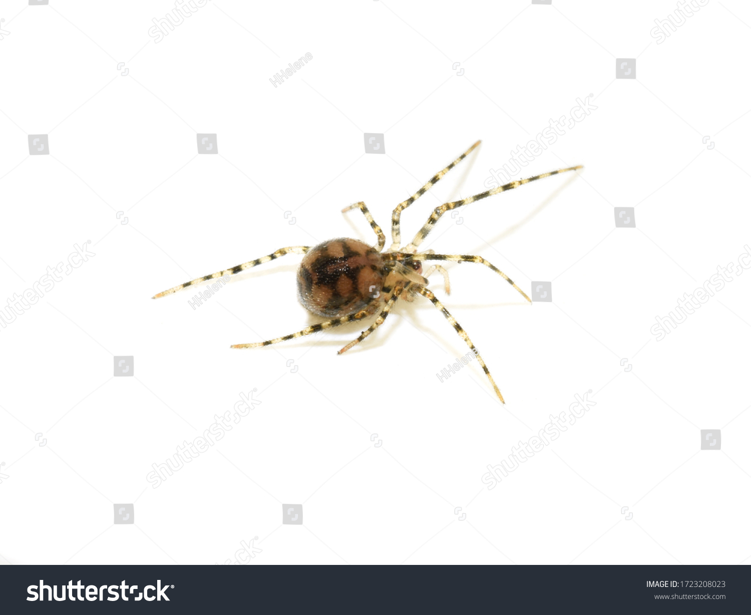 Scaffold Web Spider Nesticus Cellulanus Isolated Stock Photo 1723208023 ...