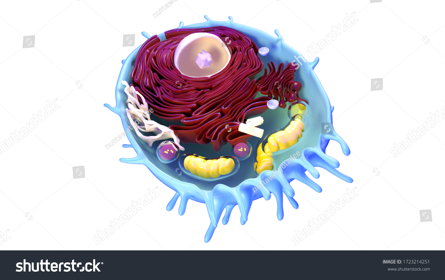 Cell Organelles Biological Structure Cellular Organellescell Stock ...