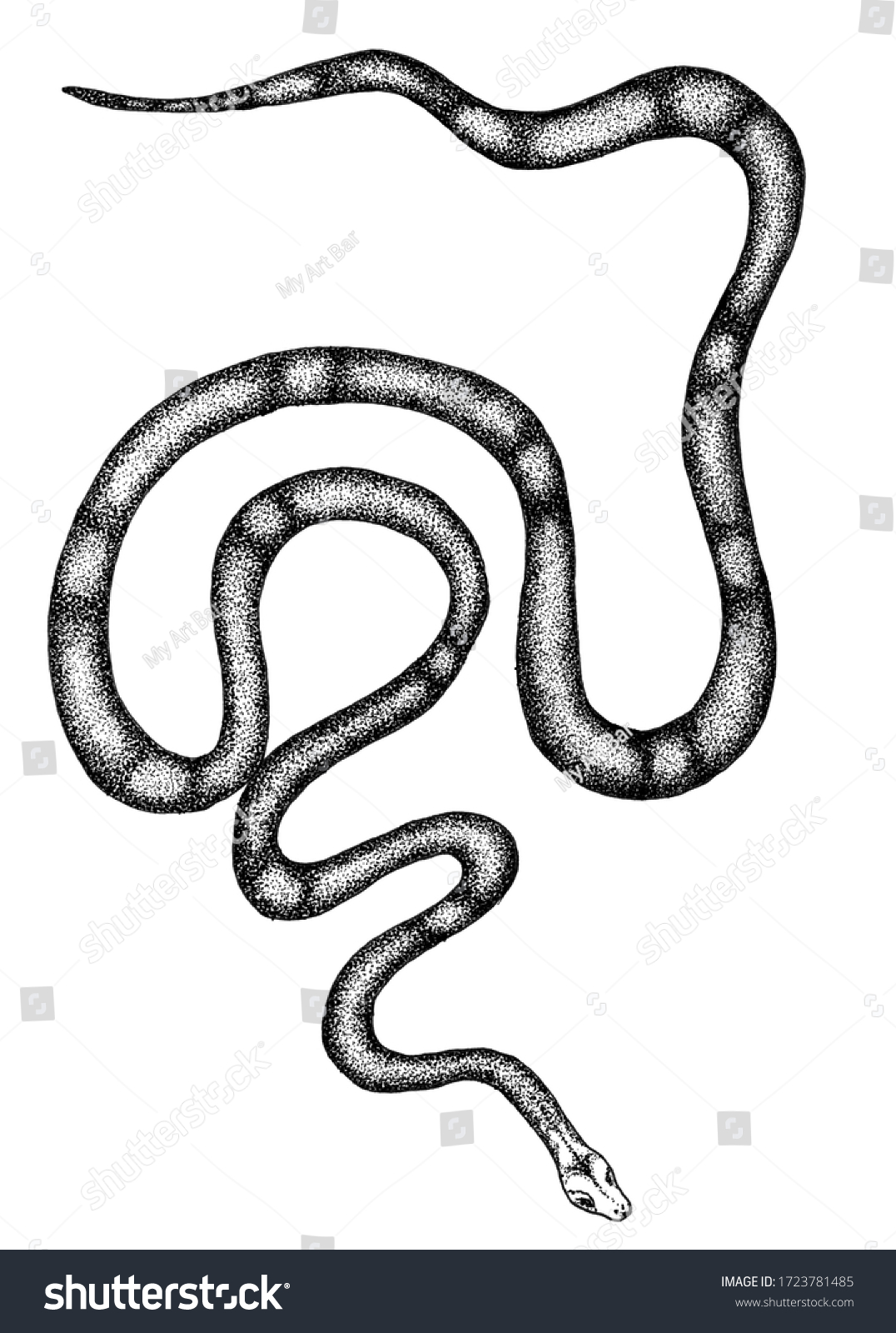 Black White Plain Milk Snake Stock Illustration 1723781485 | Shutterstock