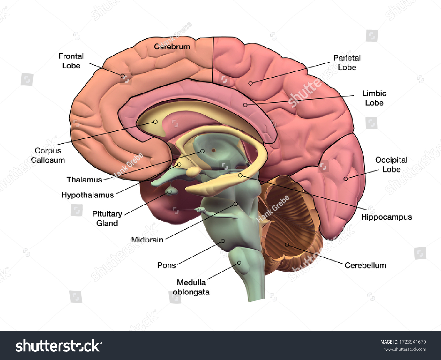 1,640 Brain Diagram Labels Images, Stock Photos & Vectors | Shutterstock