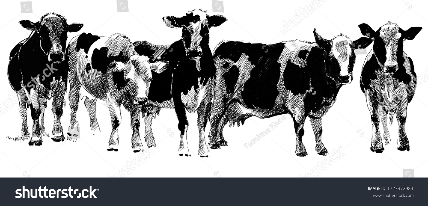 Cow Sketch Illustration Farm Animals Realistic Stock Illustration ...