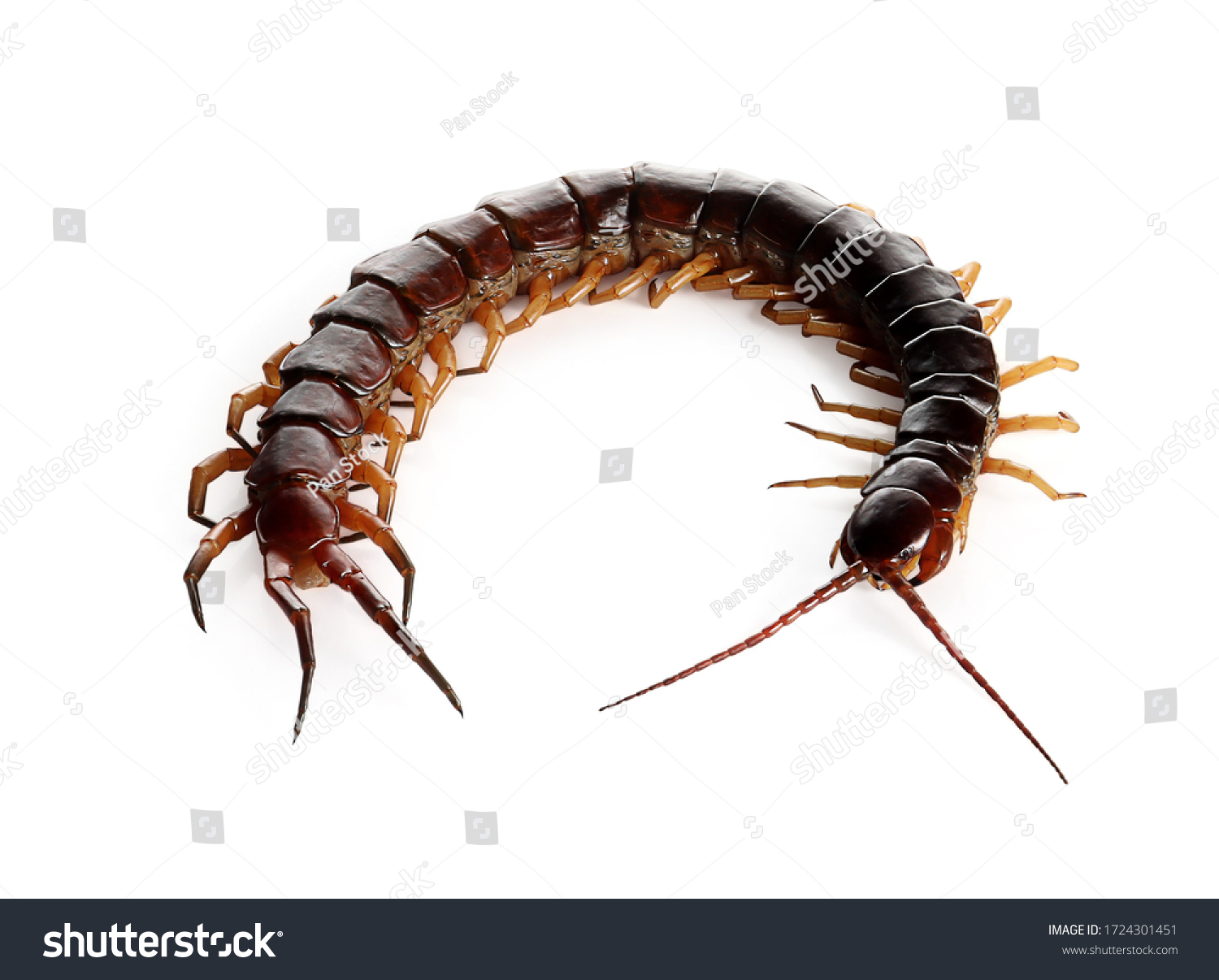 Centipede Isolated On White Background Photography Stock Photo ...