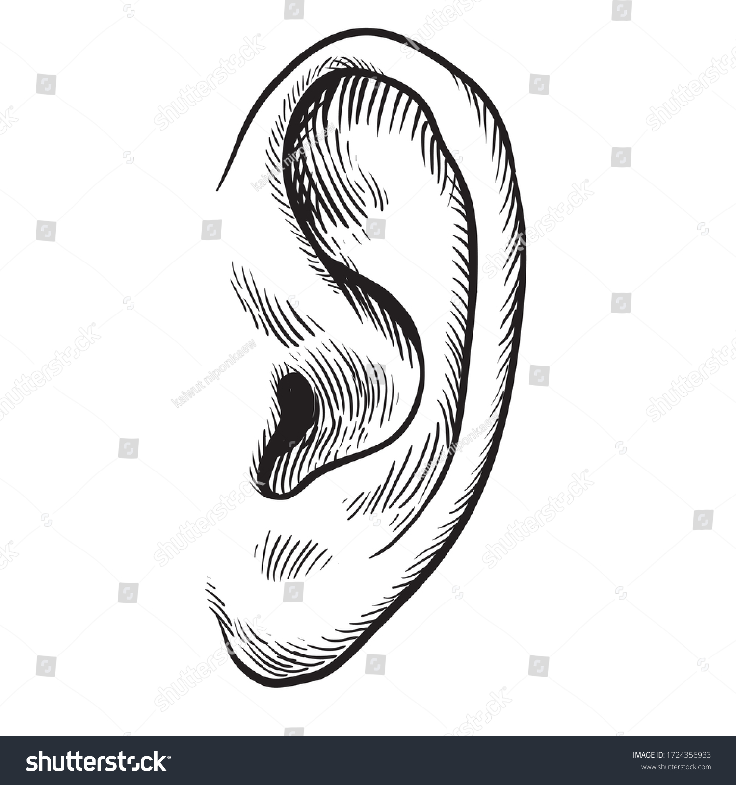 Human Ear Engraved Stylehand Drawn Visual Stock Vector Royalty Free