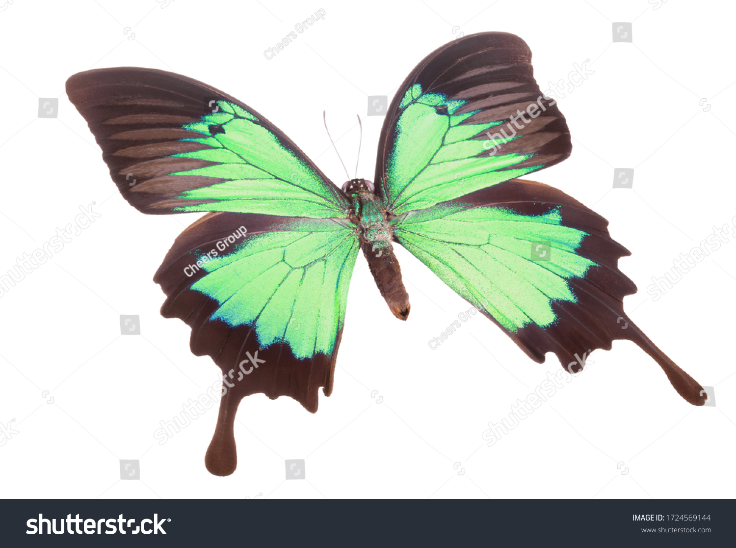 Morpho Butterfly Isolated On White Background Stock Photo 1724569144 ...