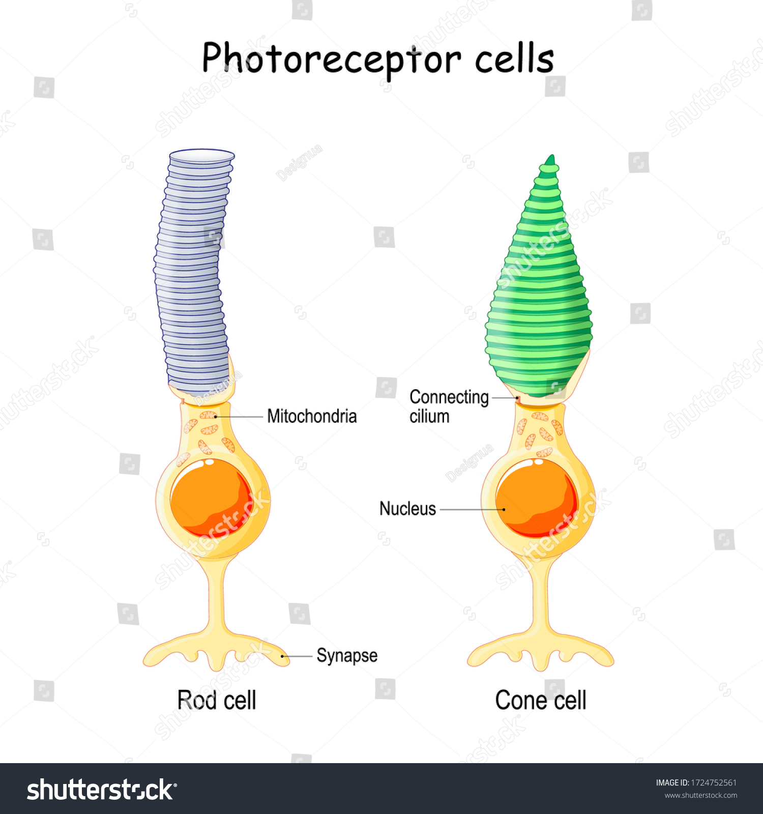 Stock Vektor „anatomy Photoreceptor Cell Retina Eye Cone“ Bez Autorských Poplatků 1724752561 7847