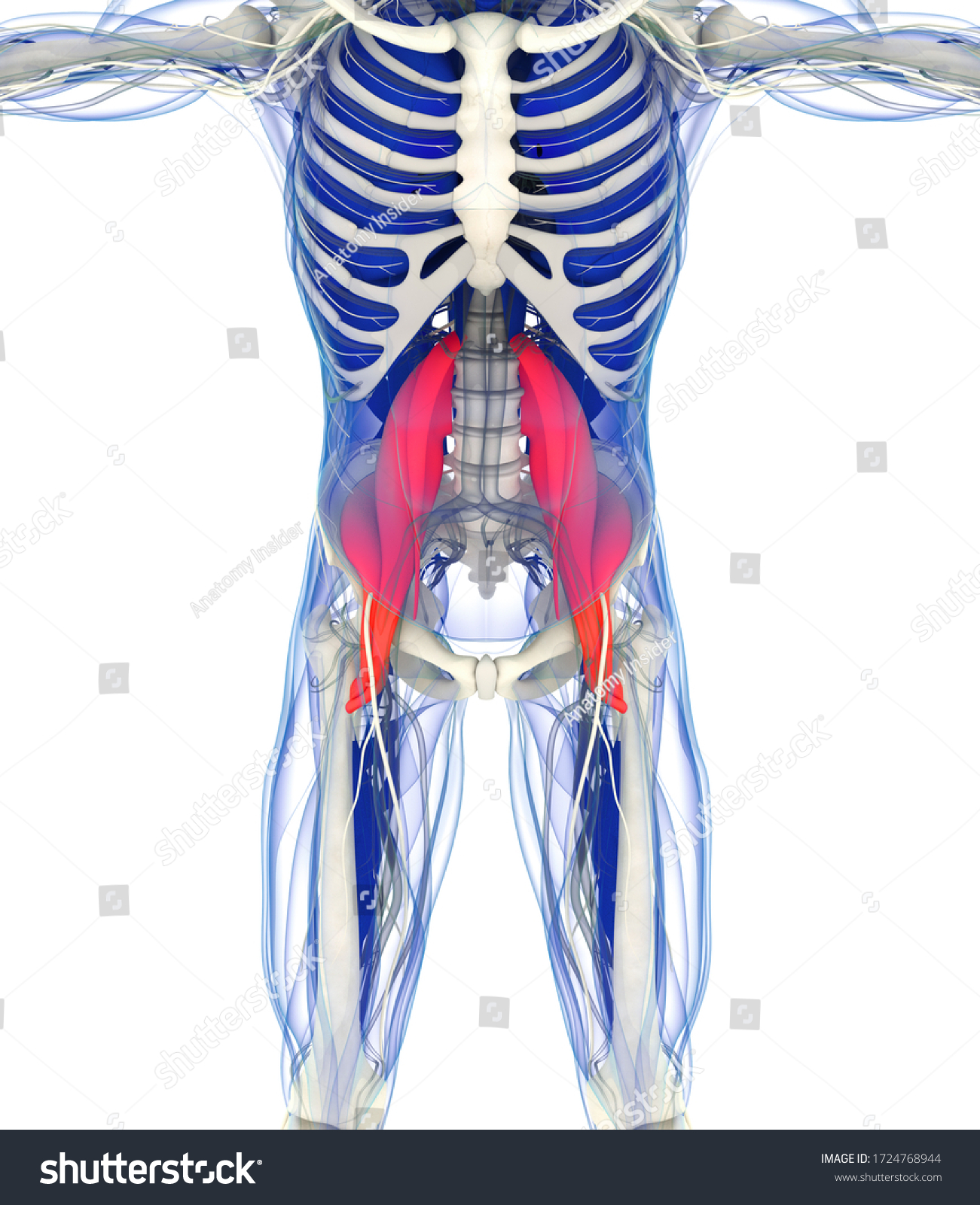 Medical Anatomical Illustration Psoas Muscle 3d Stock Illustration ...