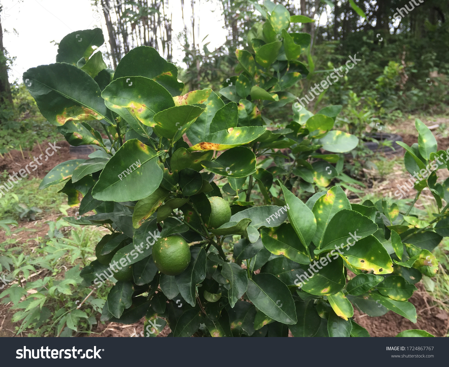 disease-plants-causes-damage-produce-stock-photo-1724867767-shutterstock