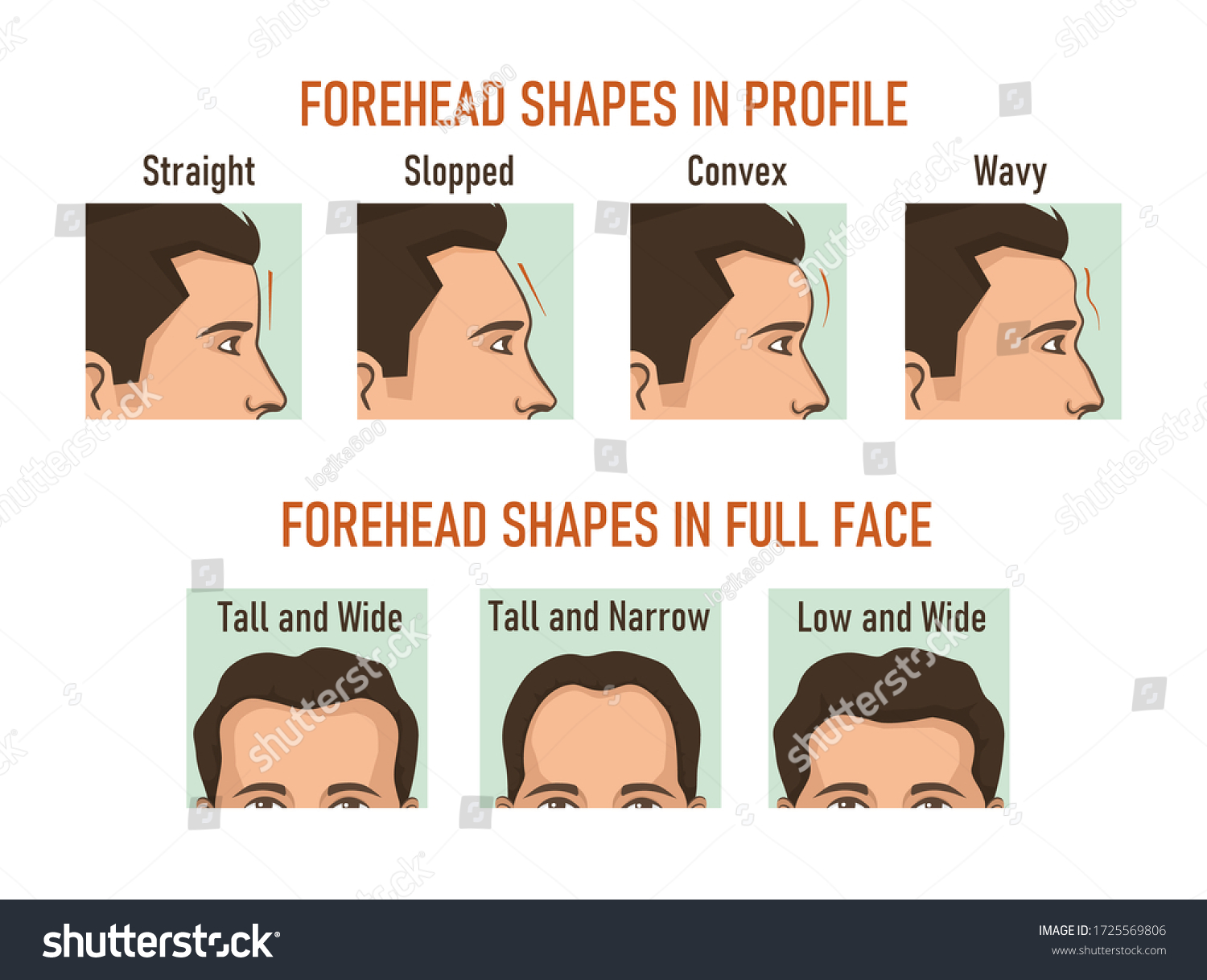 forehead-shapes-profile-full-face-stock-vector-royalty-free-1725569806-shutterstock