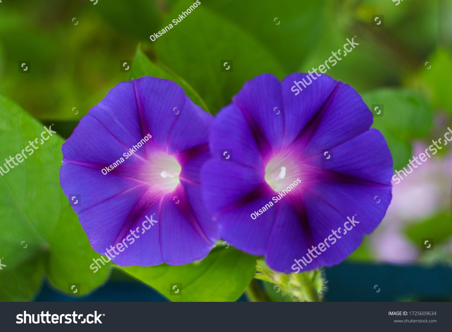 6 Onvolvulus Images, Stock Photos & Vectors | Shutterstock