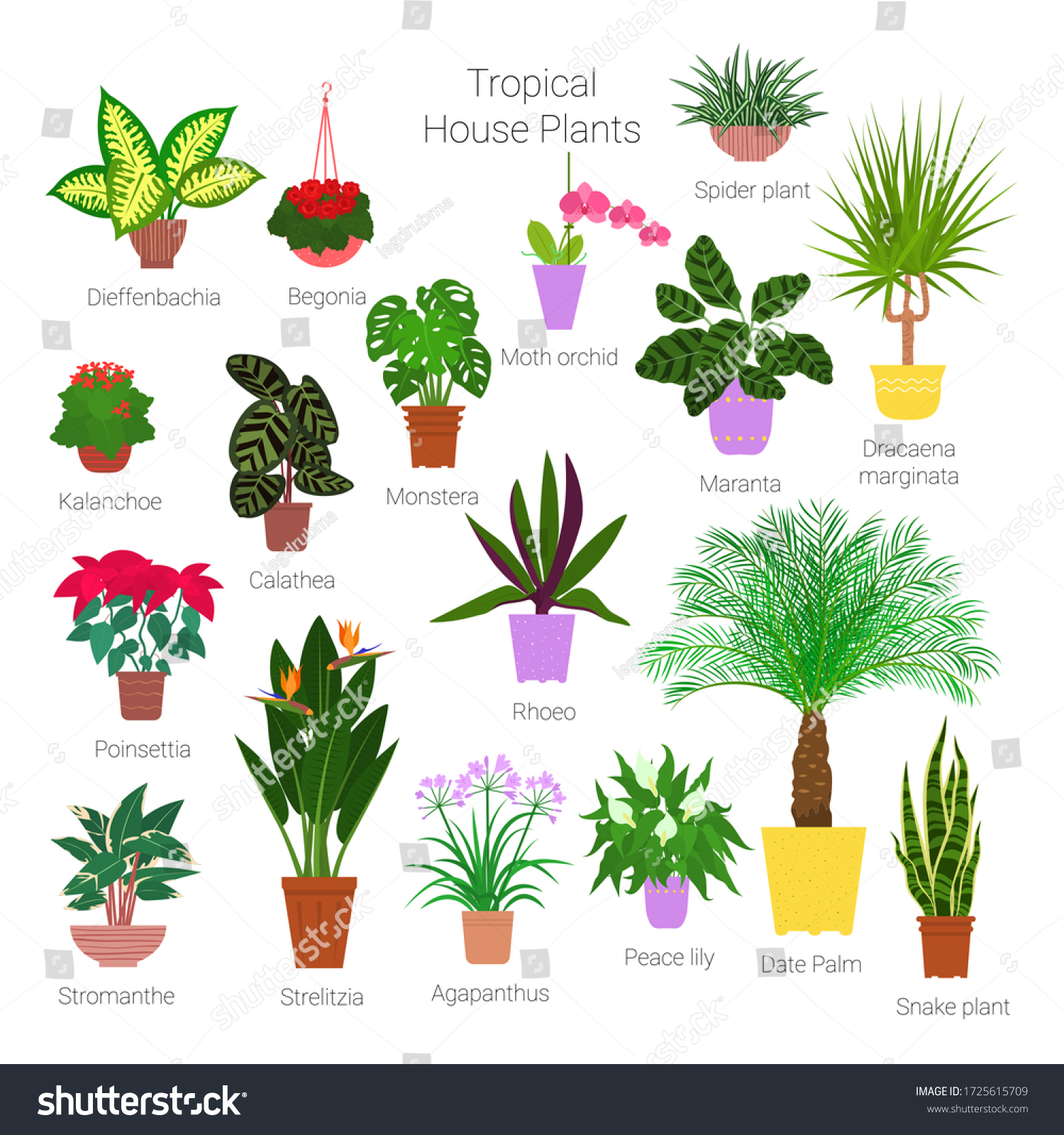 Colorful Set Various Potted Tropical Houseplants Stock Vector (Royalty ...