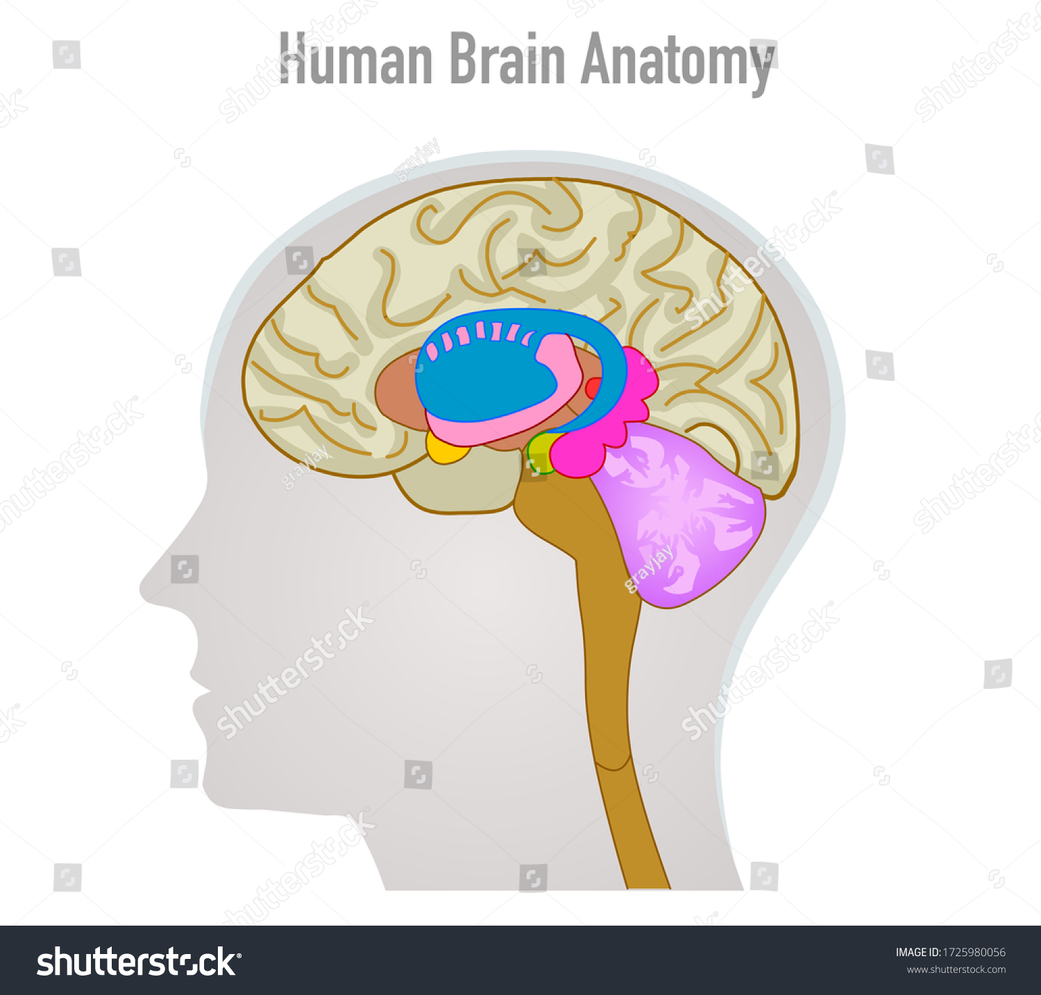 Human Brain Anatomy Head Organ Parts Stock Vector (Royalty Free ...