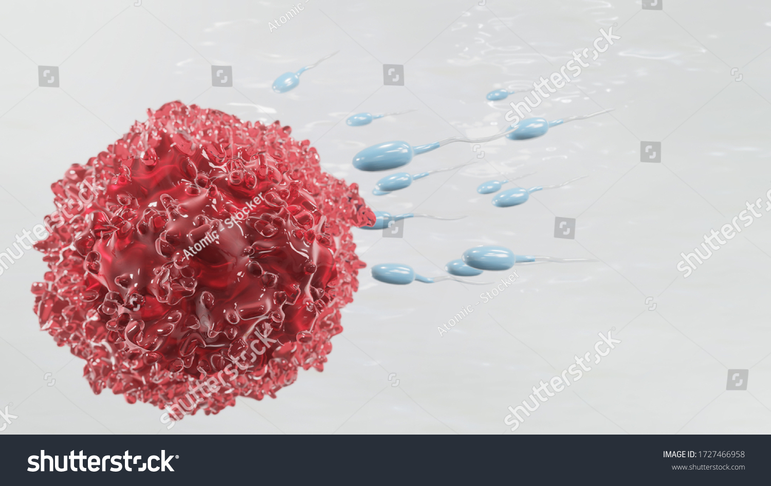 Sperm Embryo Egg Cell On White Stock Illustration 1727466958 Shutterstock