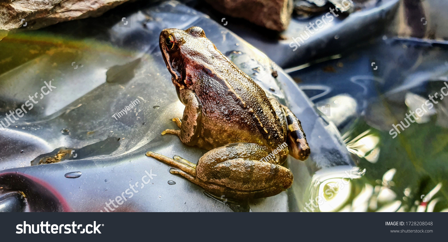 359 Common british frog Images, Stock Photos & Vectors | Shutterstock