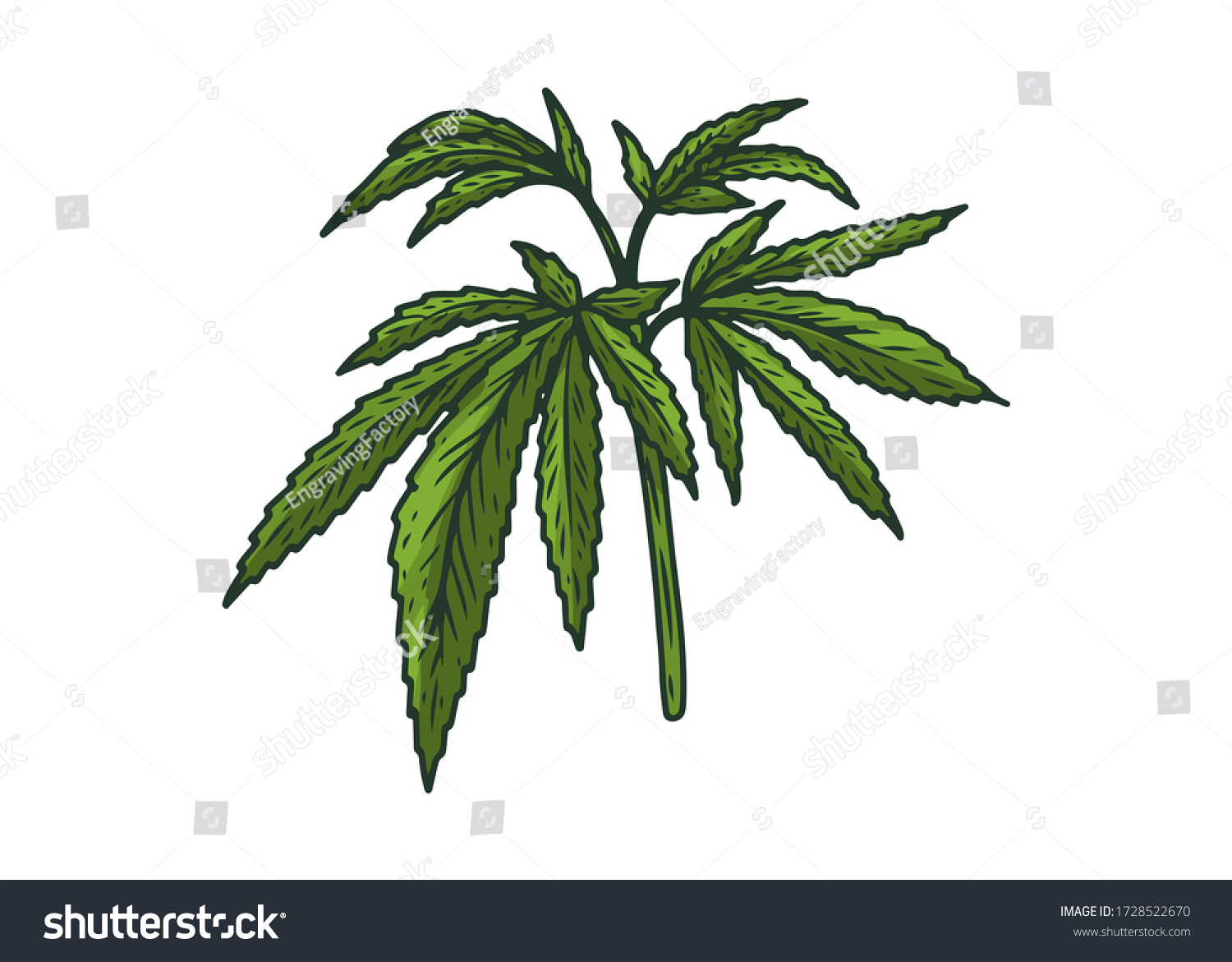 Hemp Cannabis Plant Hand Drawn Sketch Stock Vector (Royalty Free ...