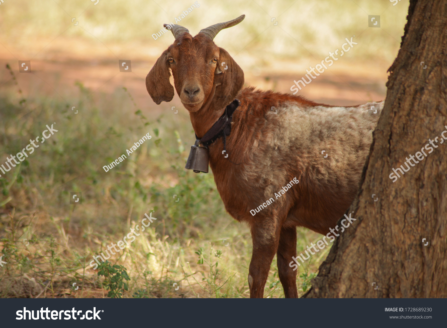 4,024 Goat With Bell Images, Stock Photos & Vectors | Shutterstock