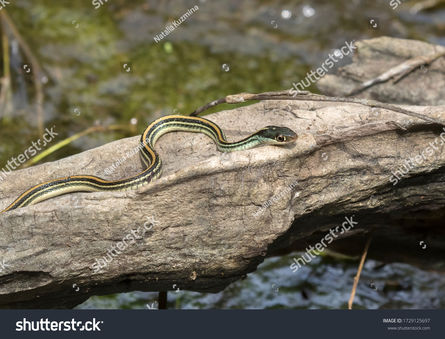 Thamnophis Sauritus Sauritus Eastern Ribbon Snake Stock Photo ...