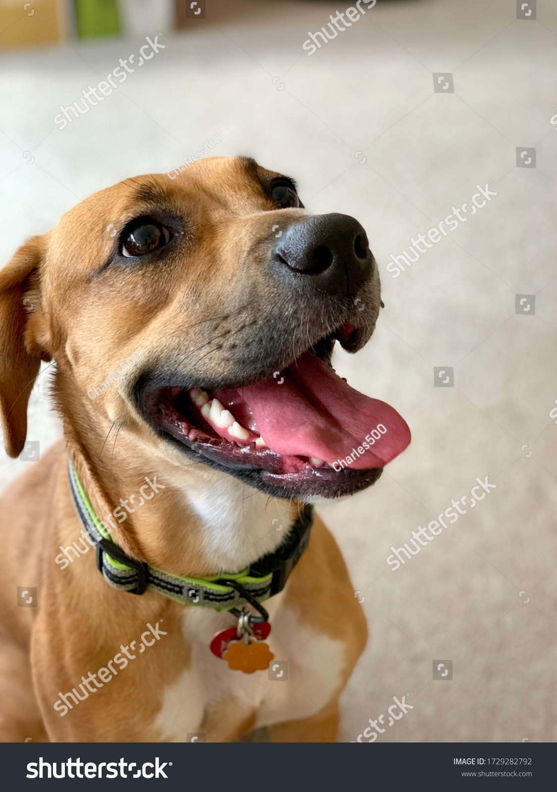 boxer labrador clipart free