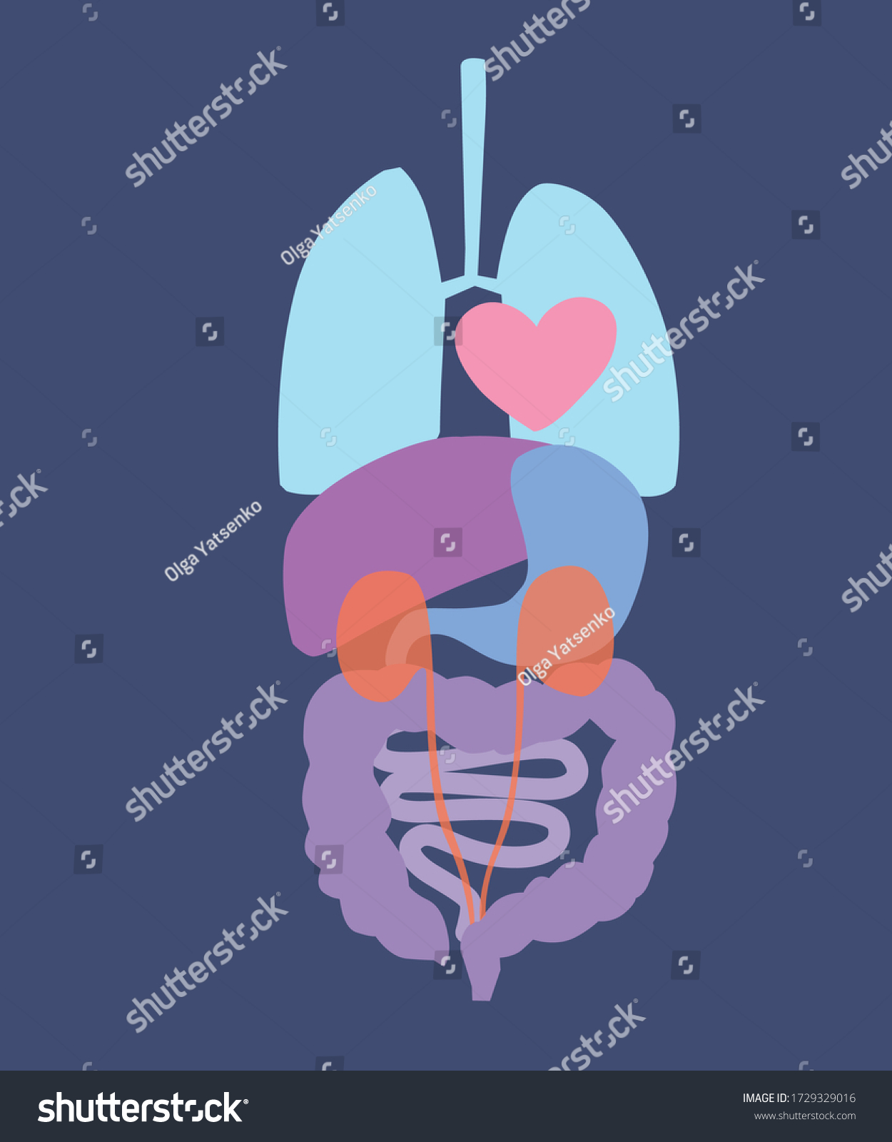 Vector Isolated Cartoon Illustration Human Organs Stock Vector (Royalty ...